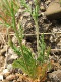Image of taxon representative. Author is Сергей Свирин