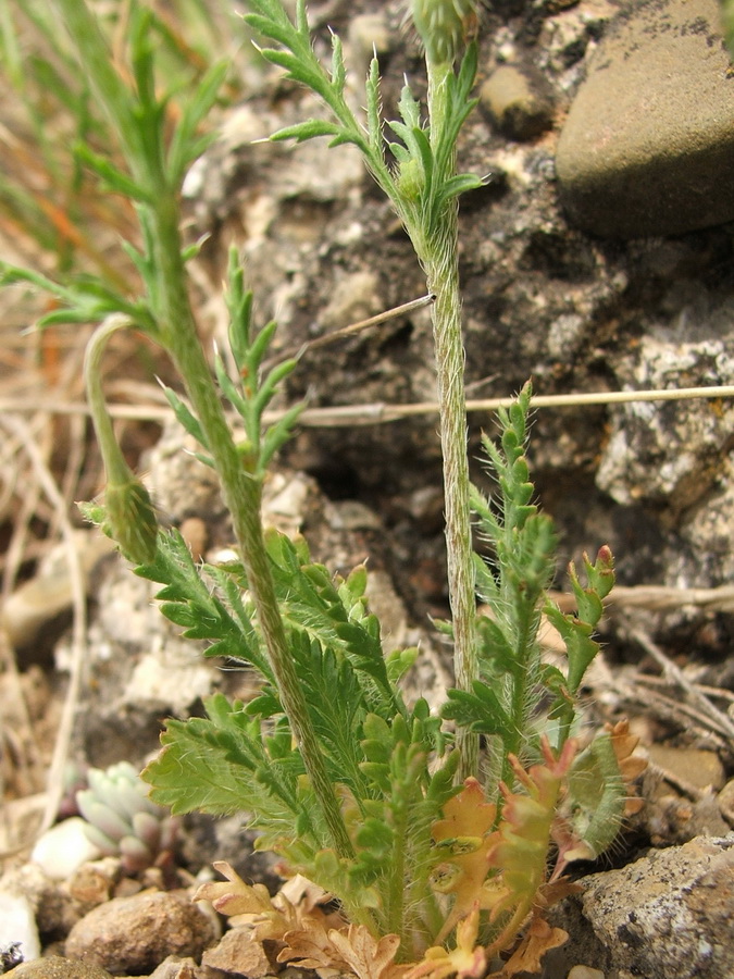 Image of Papaver minus specimen.