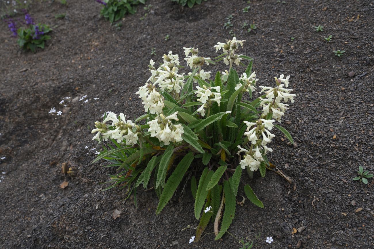 Image of Betonica ossetica specimen.