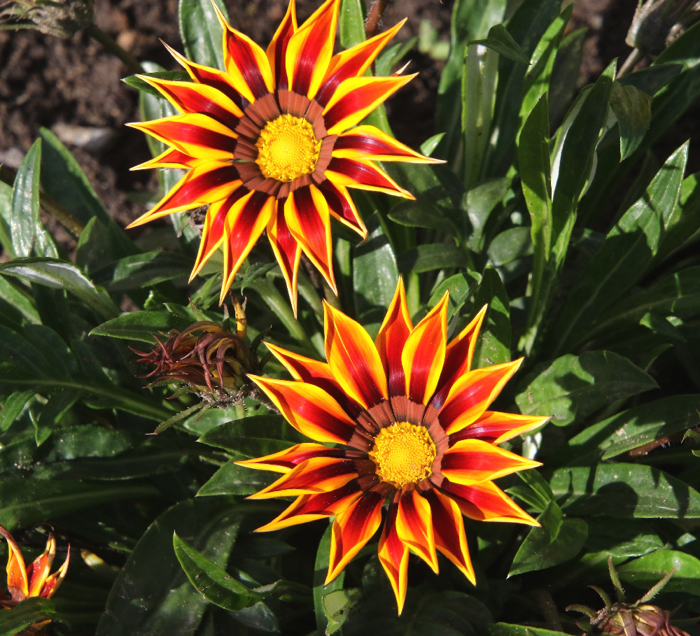 Image of Gazania × hybrida specimen.