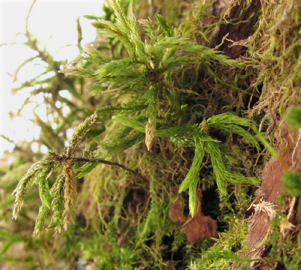 Изображение особи Climacium dendroides.