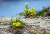 Erysimum amurense