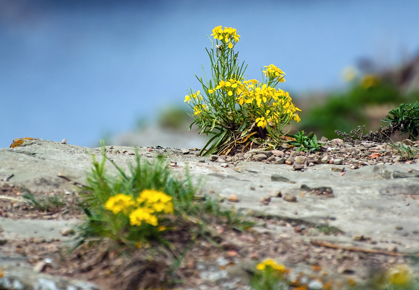 Image of Erysimum amurense specimen.