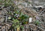Chorispora tenella