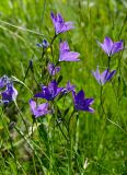 genus Campanula. Верхушки цветущих и бутониирующих веточек. Оренбургская обл., Беляевский р-н, Донской сельсовет, каменистая степь. 28 мая 2024 г.