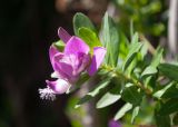 Polygala myrtifolia