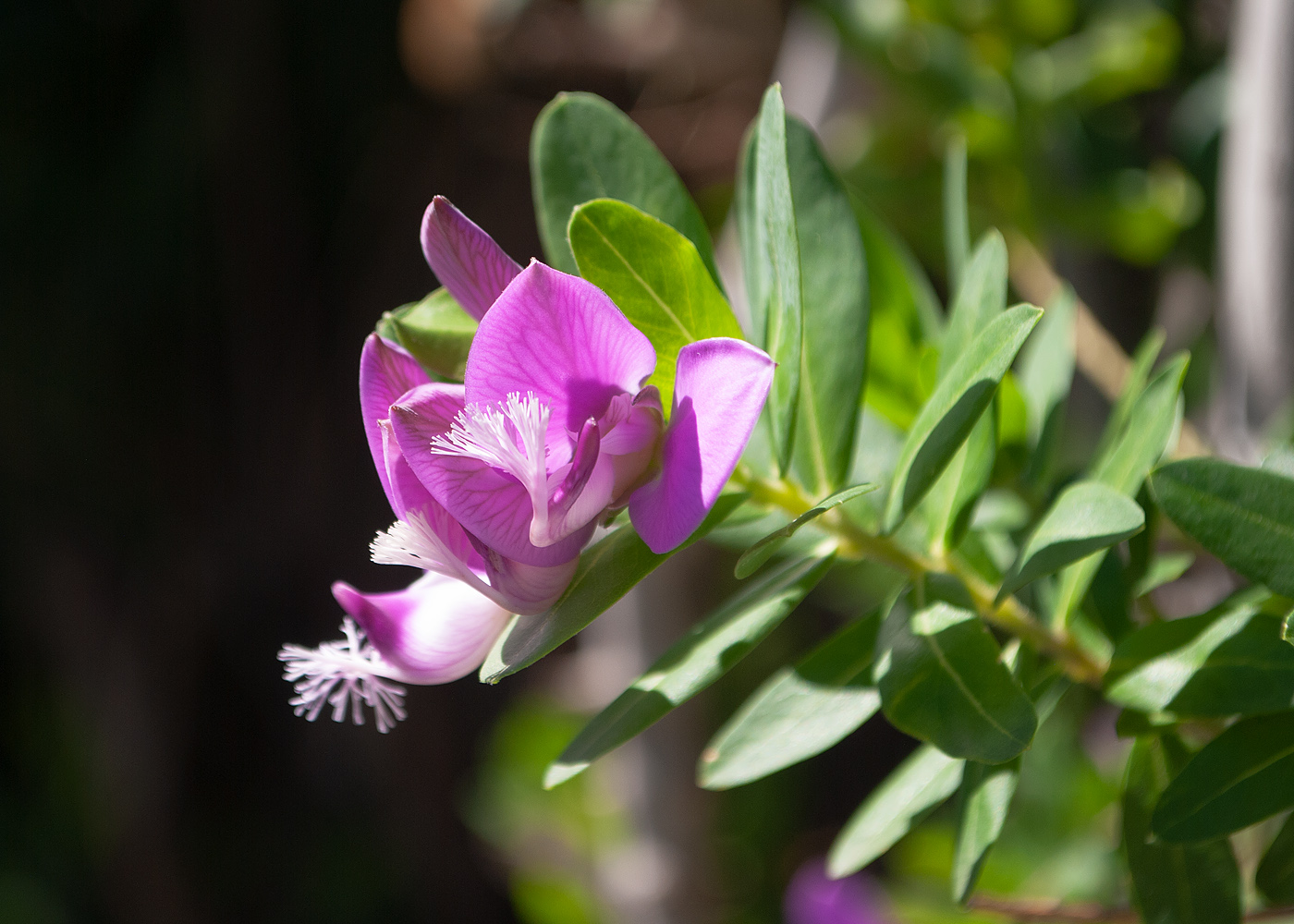 Image of Polygala myrtifolia specimen.