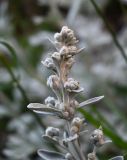 Artemisia stelleriana. Верхушка растения с развивающимися соцветиями. Московская обл., г. Подольск, усадьба \"Дубровицы\", клумба Аптекарского огорода. 16.06.2025.
