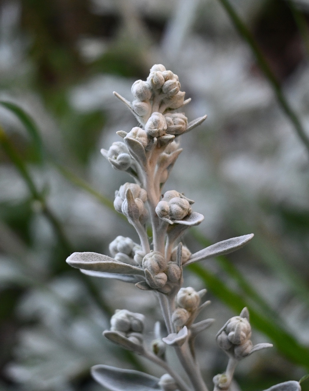 Изображение особи Artemisia stelleriana.