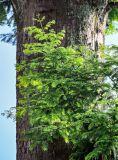 Metasequoia glyptostroboides. Верхушка ветви. Китай, пров. Аньхой, г. Танкоу, в культуре. 30.05.2025.