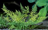 Cystopteris fragilis