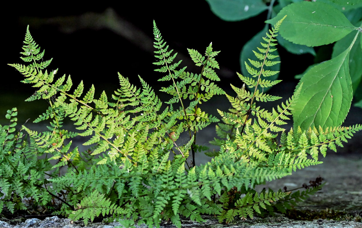 Изображение особи Cystopteris fragilis.