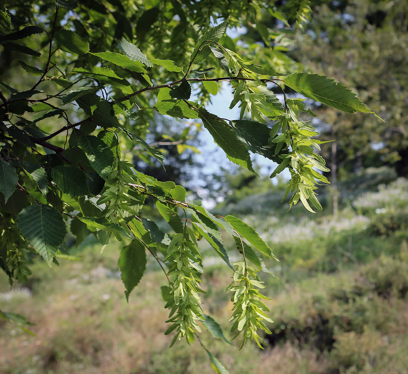 Изображение особи Carpinus betulus.