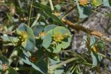 genus Euphorbia. Верхушки побегов с соцветиями. Турция, ил Агры, подножие горы Арарат, окр. с. Демиртепе, выс. ок. 1520 м н.у.м., берег оз. Шейхли, степь. 20 мая 2025 г.