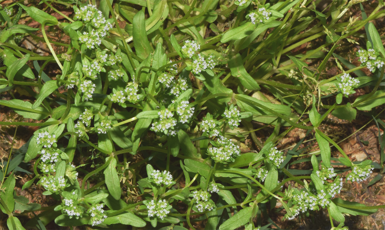 Image of genus Valerianella specimen.