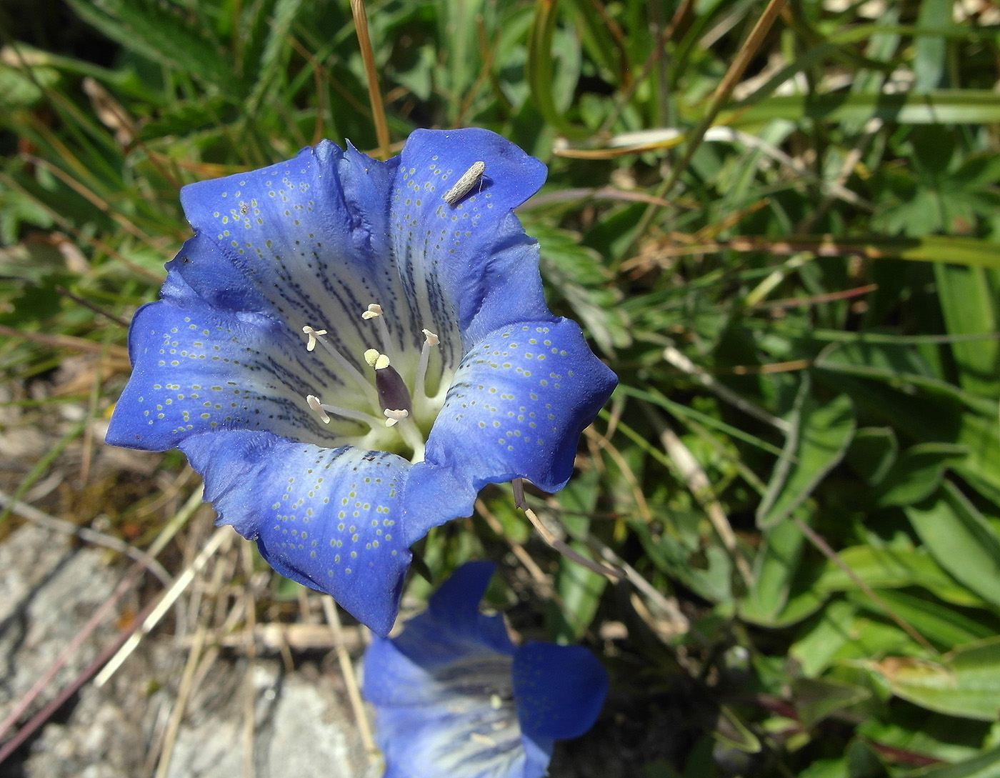 Изображение особи Gentiana kaufmanniana.