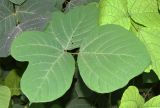 Pueraria lobata. Лист. Узбекистан, г. Ташкент, Ботанический сад им. Ф.Н. Русанова, в культуре. 03.09.2025.