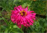 Zinnia elegans