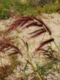 Echinochloa caudata. Верхушки плодоносящих побегов. Хабаровский край, г. Комсомольск-на-Амуре, зарастающий карьер. 28.08.2025.