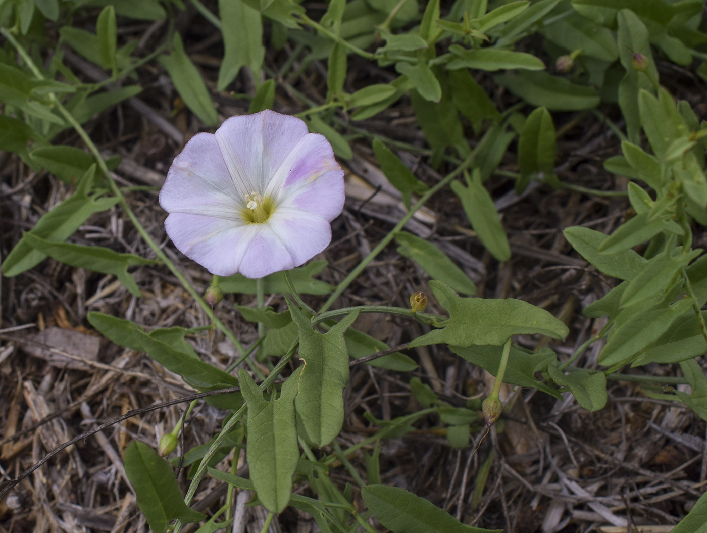 Изображение особи Convolvulus arvensis.