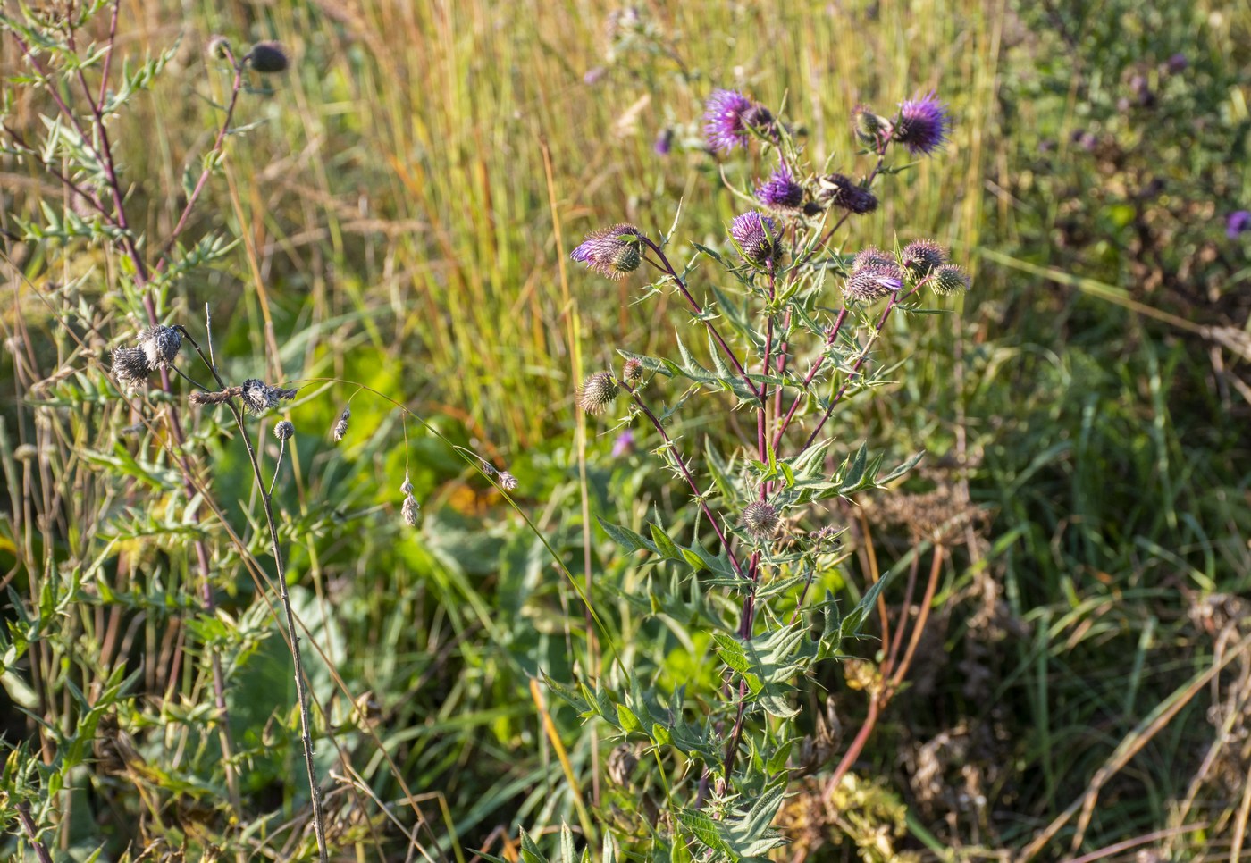 Image of Cirsium gagnidzei specimen.