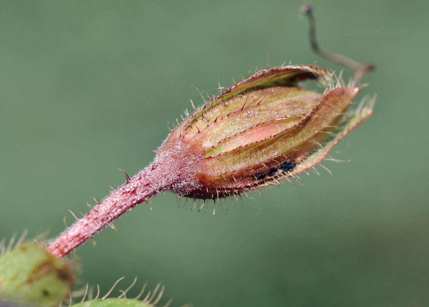 Image of Arctous erythrocarpa specimen.