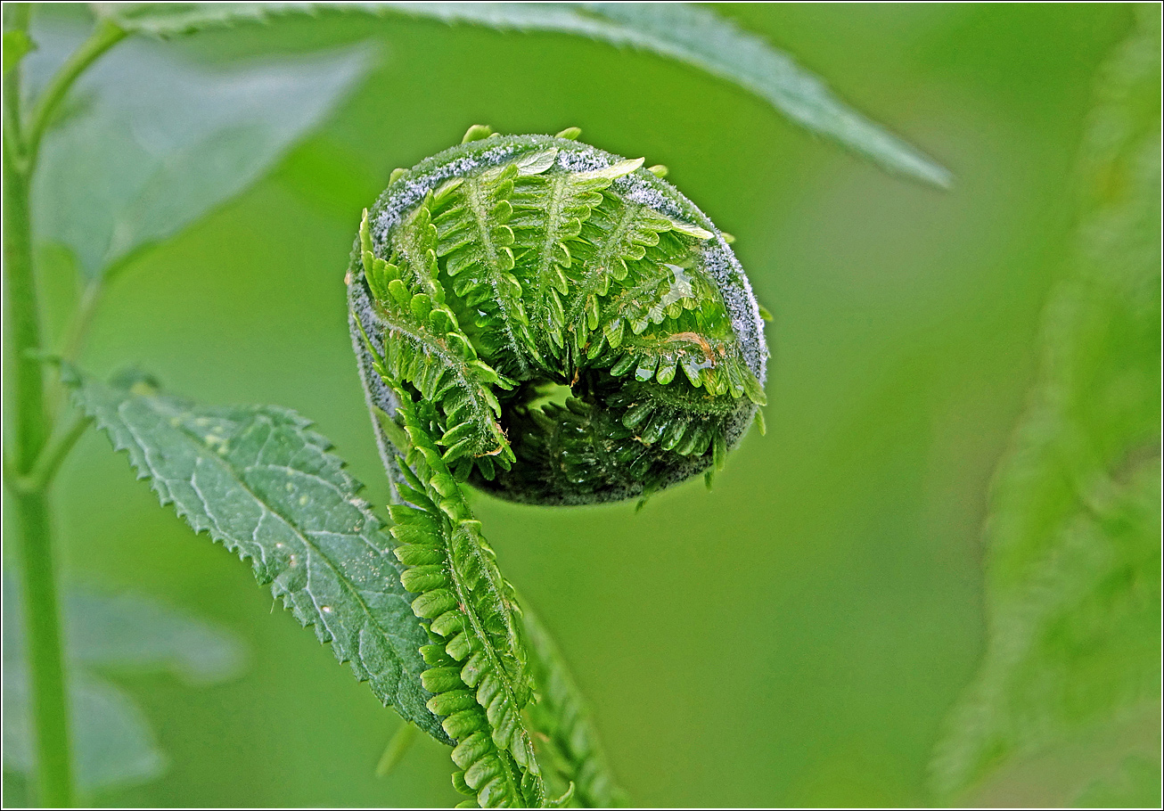 Изображение особи Matteuccia struthiopteris.