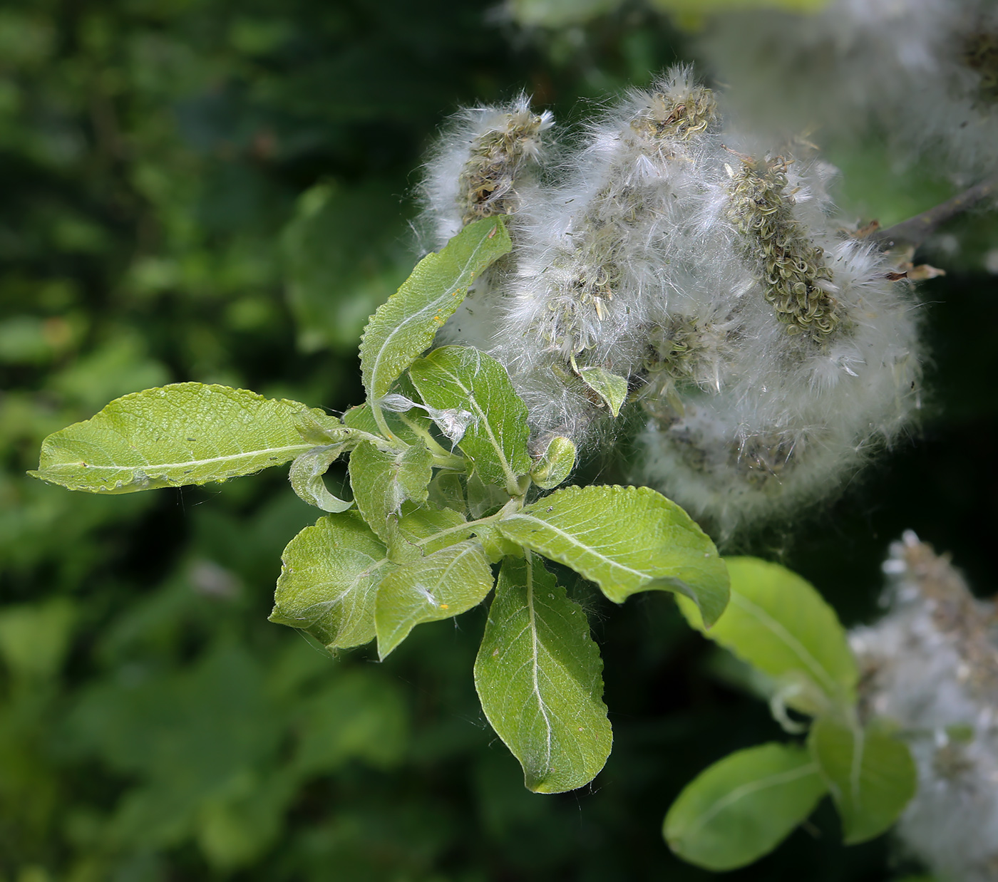 Изображение особи Salix caprea.