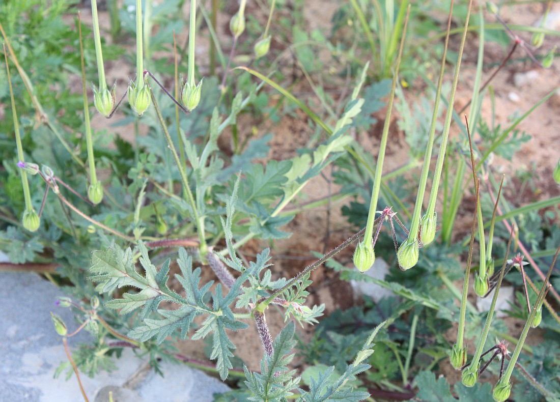 Изображение особи Erodium ciconium.