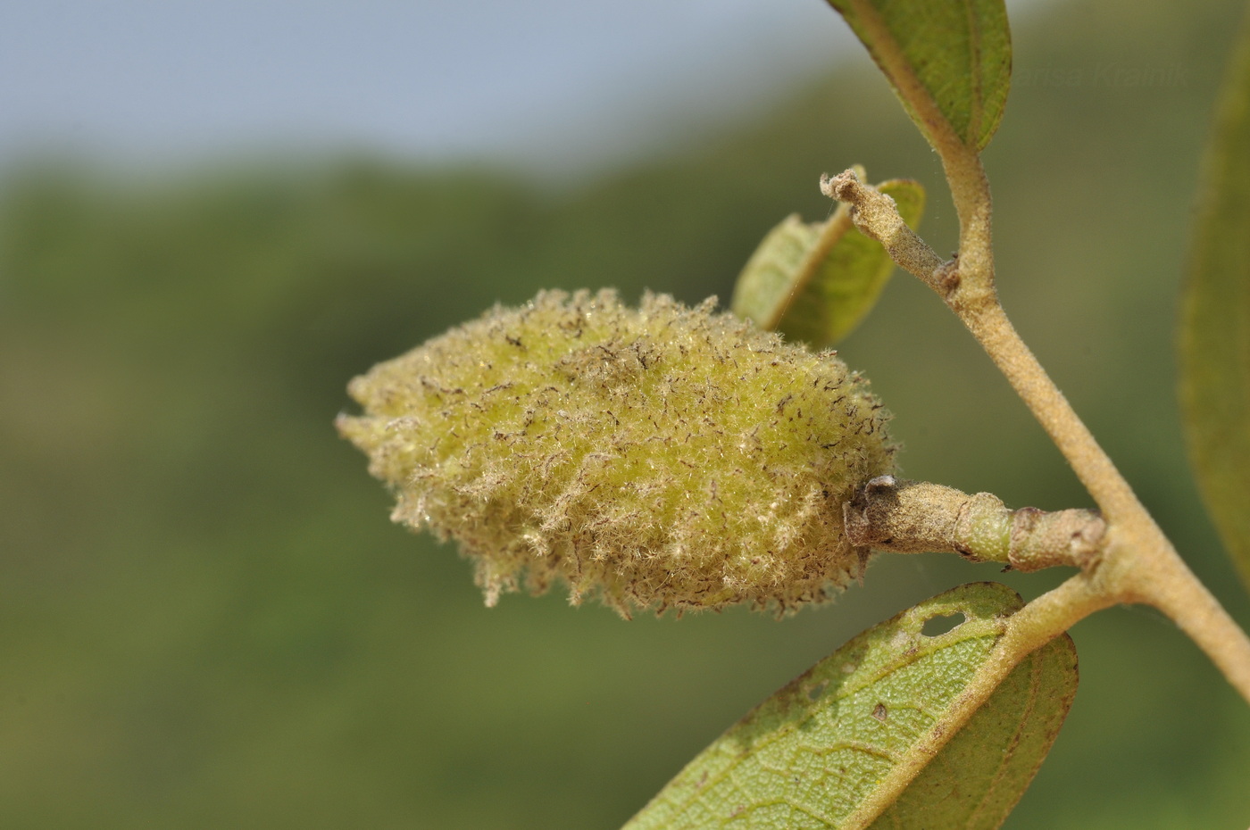 Изображение особи Helicteres angustifolia.