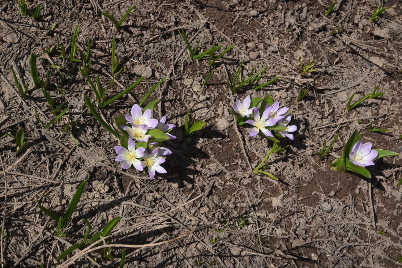 Image of Merendera kurdica specimen.