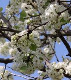 род Pyrus. Веточка цветущего растения с прошлогодним плодом. Узбекистан, Самарканд, Amir Temur Park. В культуре. 28.03.2025.