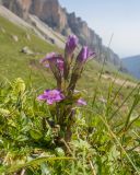 Gentianella caucasea