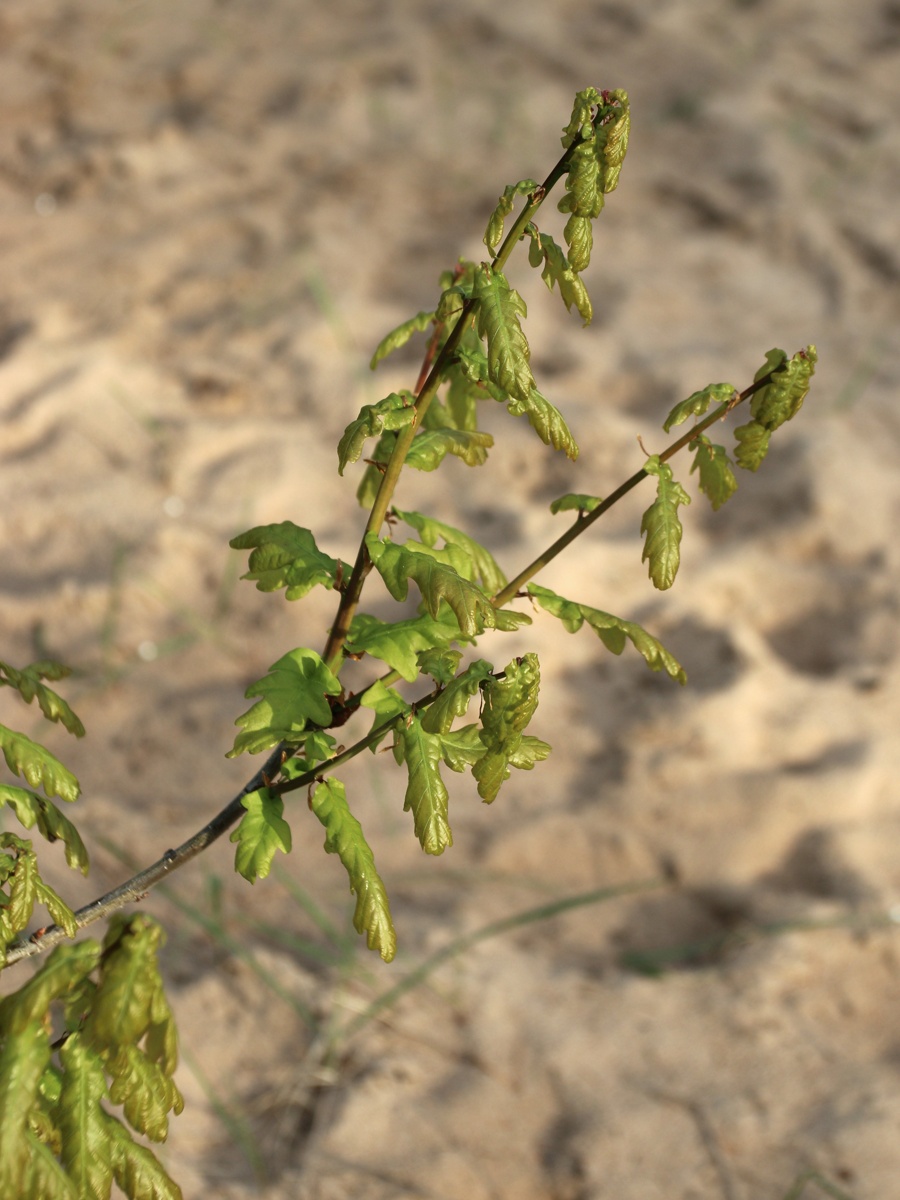 Image of Quercus robur specimen.