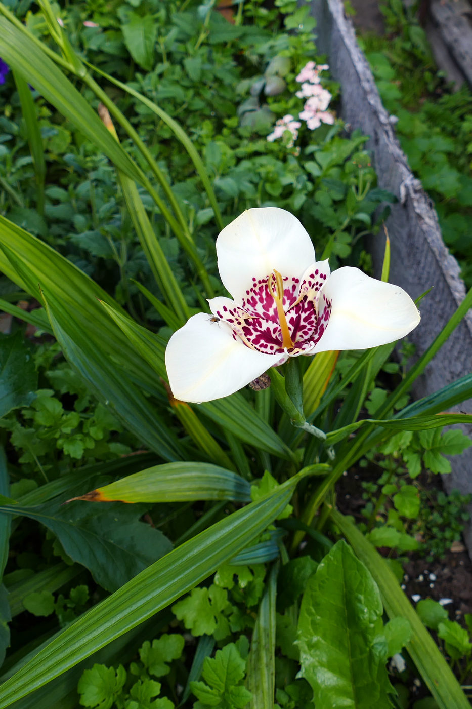 Изображение особи Tigridia pavonia.