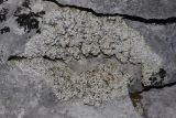 Squamarina lentigera. Талломы с апотециями на скале. Крым, Севастополь, Байдарская дол., высокоможжевеловое редколесье. 01.03.2026.