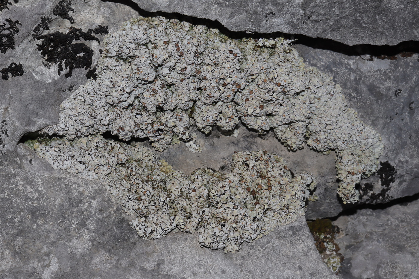 Image of Squamarina lentigera specimen.