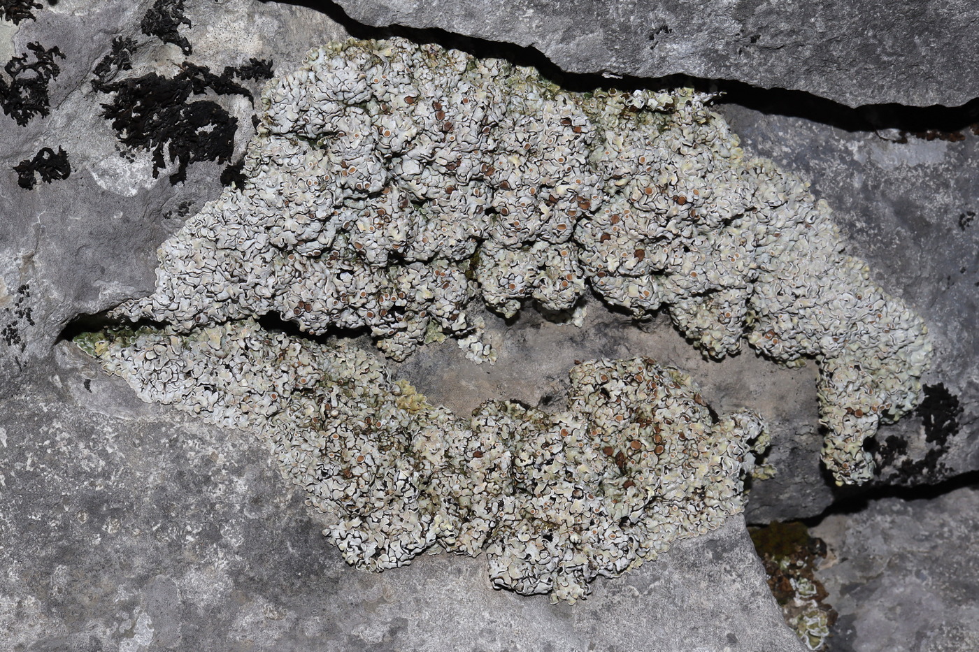 Изображение особи Squamarina lentigera.