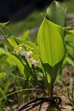 Convallaria keiskei. Цветущее растение. Приморский край, Хасанский р-н, гора Голубиный Утёс. 19.05.2009.