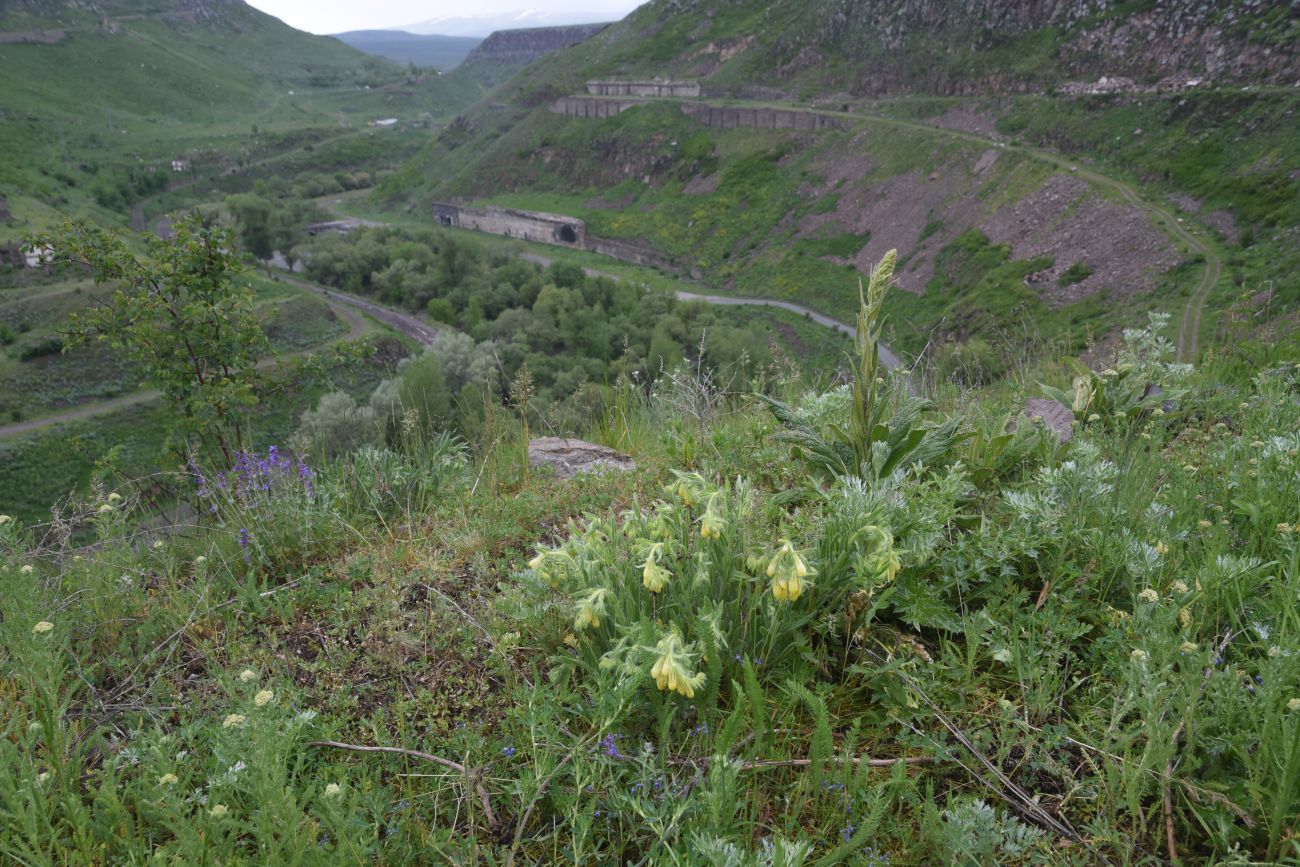 Image of genus Onosma specimen.
