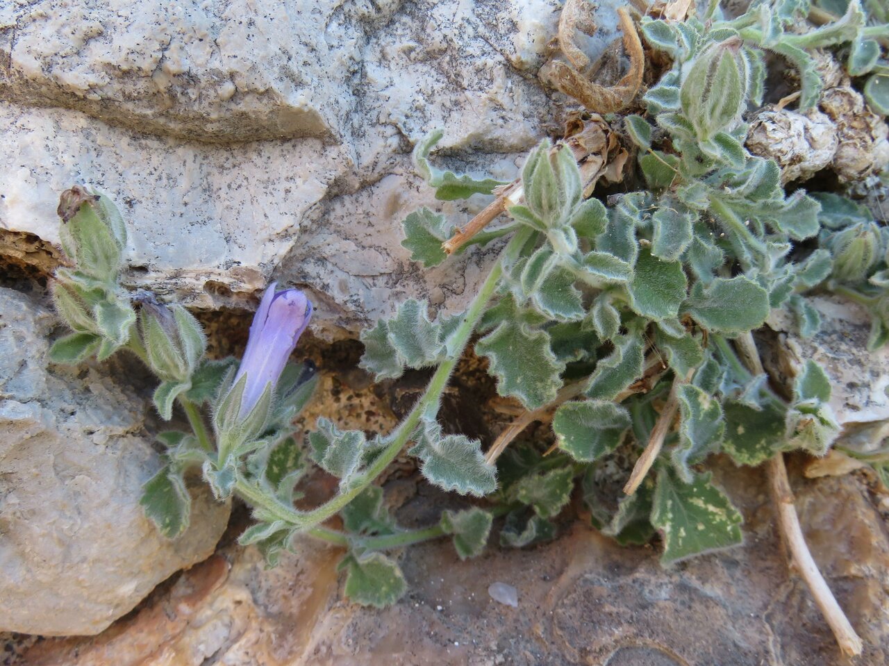 Image of Campanula andrewsii ssp. hirsutula specimen.
