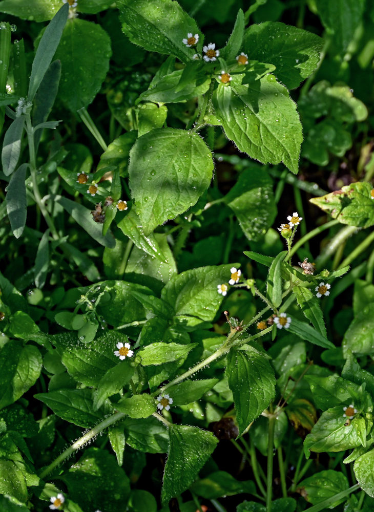 Image of Galinsoga quadriradiata specimen.