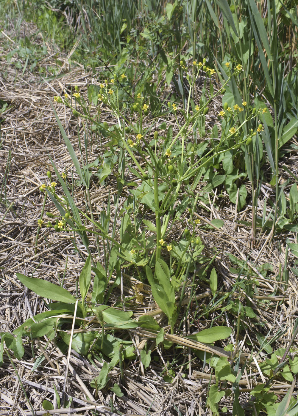 Image of Ranunculus sceleratus specimen.