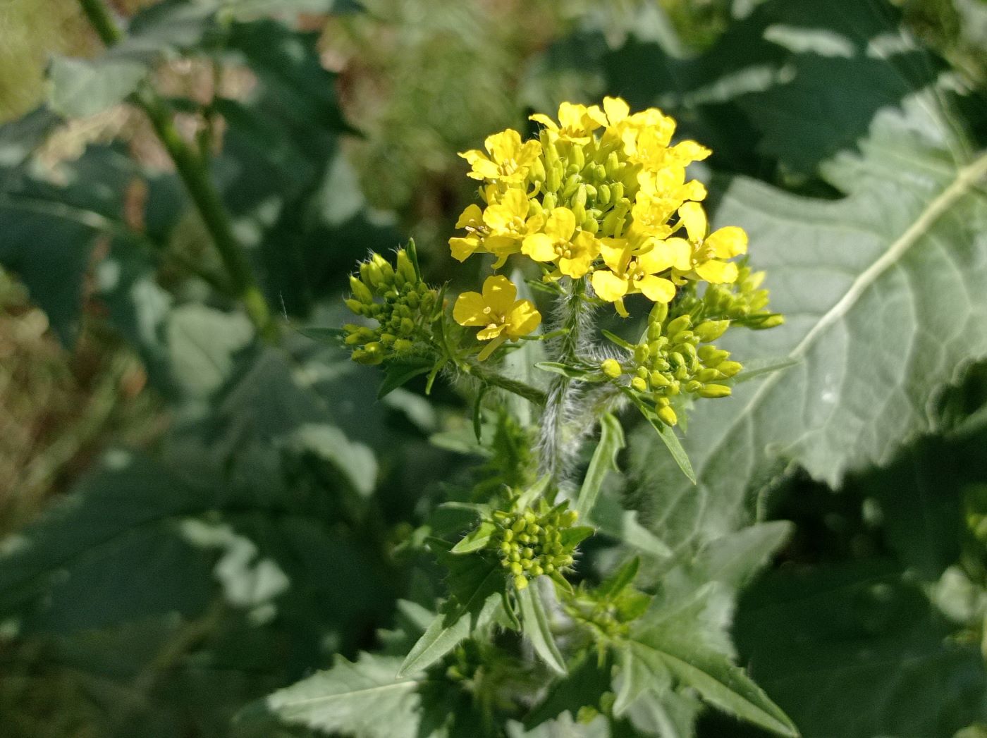 Изображение особи Sisymbrium loeselii.