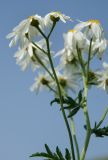 Pyrethrum corymbosum. Верхушка цветущей веточки. Оренбургская обл., Саракташский р-н, Жёлтинский сельсовет, окр. хут. Султанбаево, луговая степь. 9 июня 2025 г.