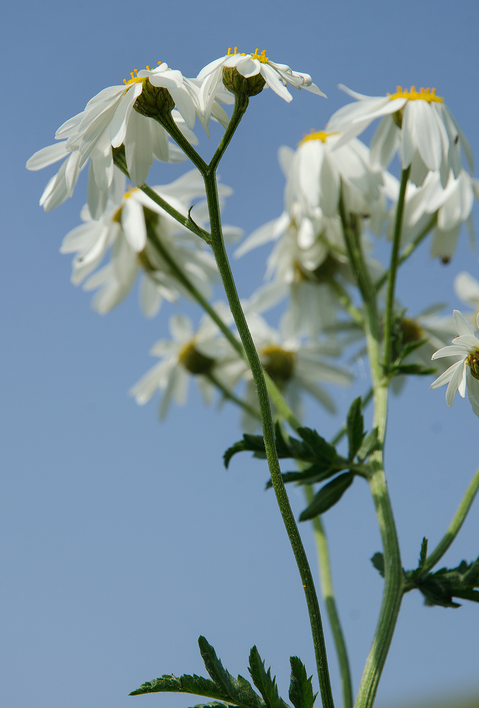 Изображение особи Pyrethrum corymbosum.
