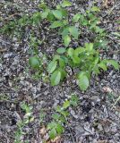Juglans regia. Проростки в куче листьев. Волгоград. 30.05.2026.