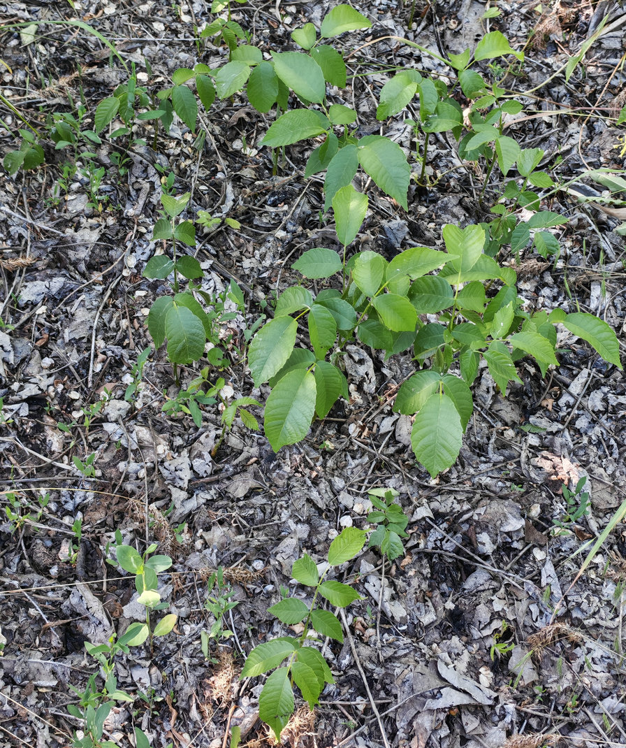Изображение особи Juglans regia.