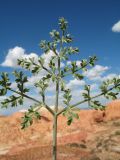 Ferula canescens. Верхушка прикорневого листа. Восточный Казахстан, Зайсанская котловина, ур. Кеин-Кериш, пестроцветы. 13 мая 2026 г.