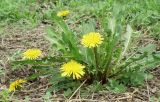 род Taraxacum